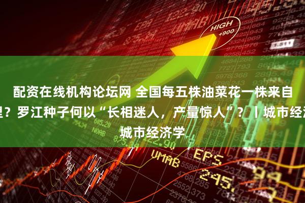 配资在线机构论坛网 全国每五株油菜花一株来自这里？罗江种子何以“长相迷人，产量惊人”？丨城市经济学